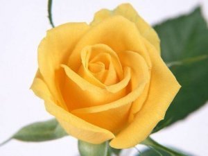 Golden Petal Puzzle